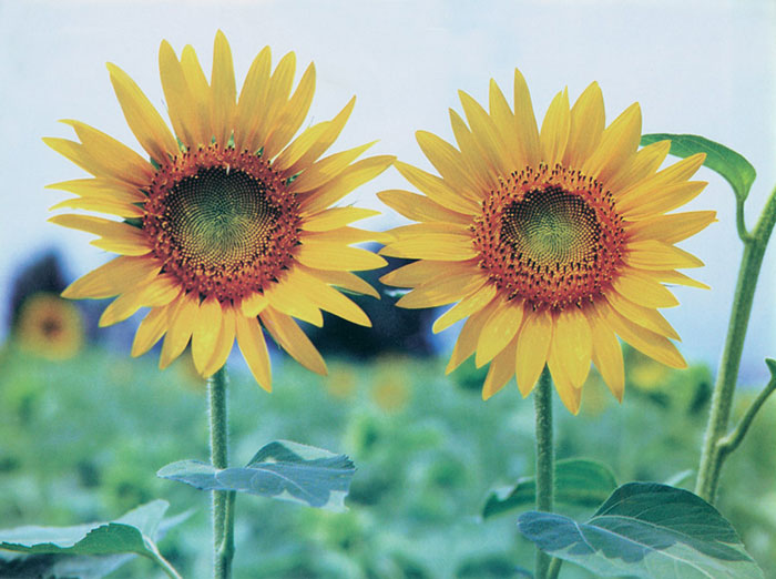 Náhradní Květinový pro JAHRRIESNGE sunflower-lpf07659 